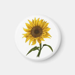 Sonnenblume Sonnenschein Blume Wasserfarben Magnet
