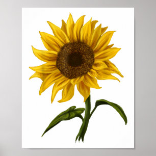 Sonnenblume Sonnenschein Blume Wasserfarben Poster