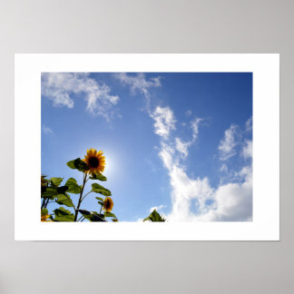 Sonnenblume & Sonnenschein Poster