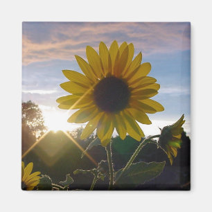 Sonnenblume Sonnenuntergang Magnet