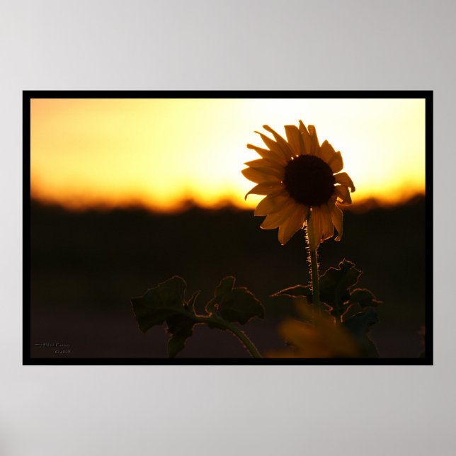 Sonnenblume Sonnenuntergang Poster (Vorne)