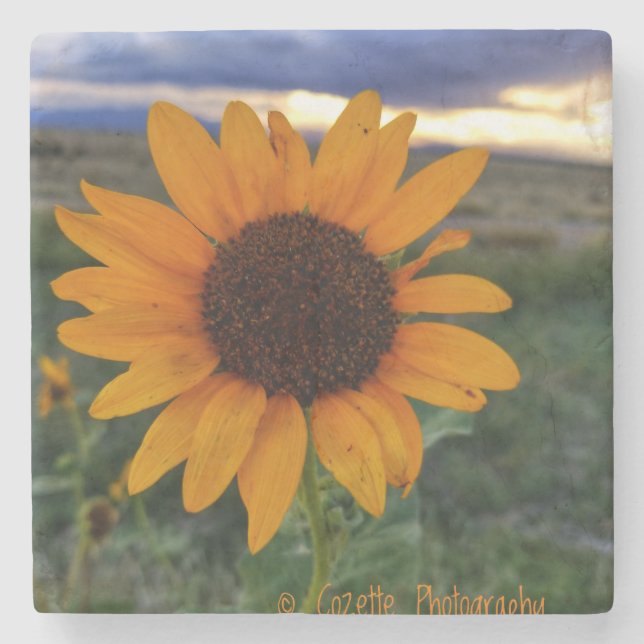 Sonnenblume Steinuntersetzer (Vorderseite)