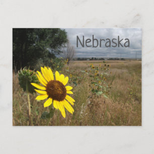 Sonnenblume, Stormy Sky, Western Nebraska Landscha Postkarte