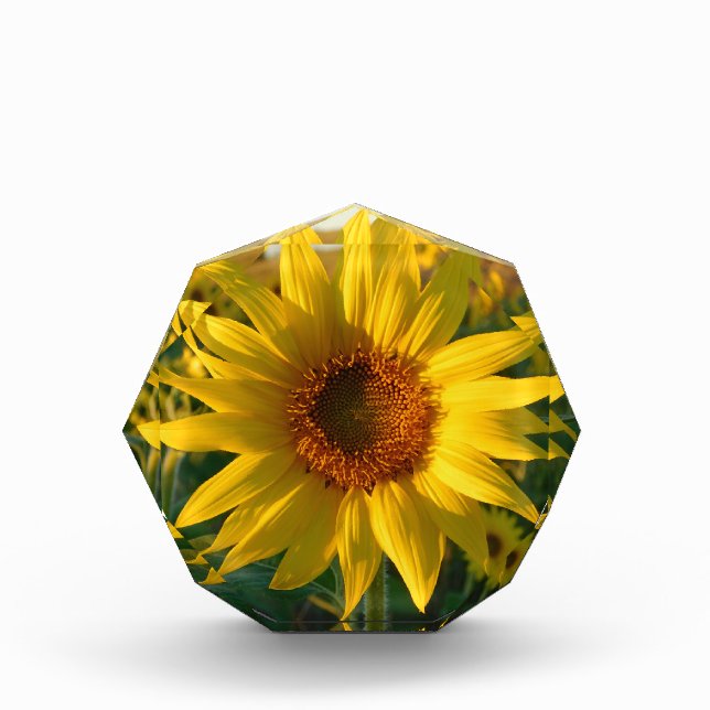Sonnenblume Sunshine Fotoblock (Vorderseite)