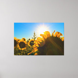 Sonnenblume Sunstar Leinwanddruck