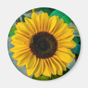Sonnenblume Supreme Magnet