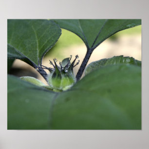 Sonnenblume-Tau-Plakat Poster