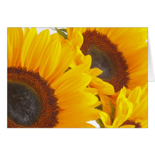Sonnenblume Triplettes