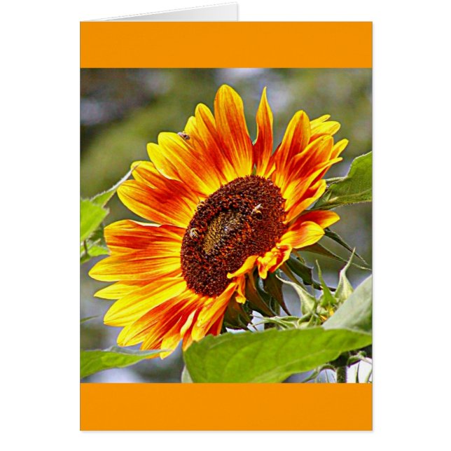 Sonnenblume u. Bienen (Vorne)