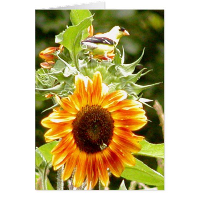 Sonnenblume u. gelber Vogel u. Biene (Vorne)