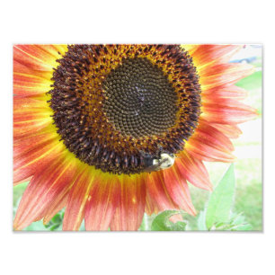 Sonnenblume u. Hummel, Foto Bostons 8x10