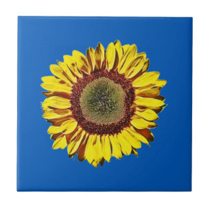 Sonnenblume Ukraine Nationales Symbol Blauer Hinte Fliese