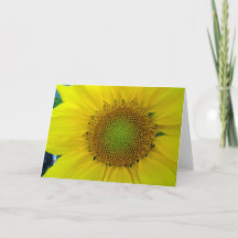 Sonnenblume und Samen, Spirale, Goldener Schnitt 