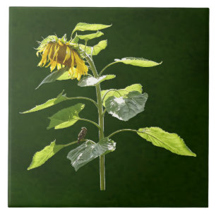 Sonnenblume und Spargel Fliese