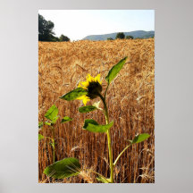 Sonnenblume und Weizen