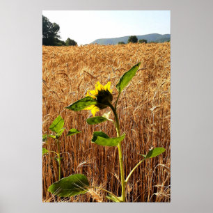 Sonnenblume und Weizen Poster