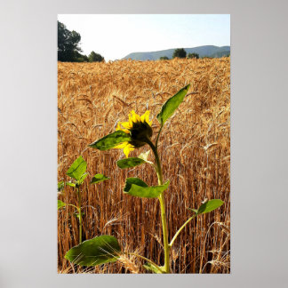 Sonnenblume und Weizen Poster
