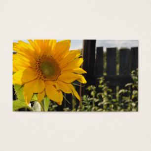 Sonnenblume und Zaun