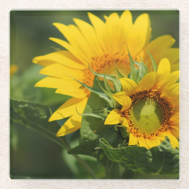 Sonnenblume - Untersetzer (Vorderseite)