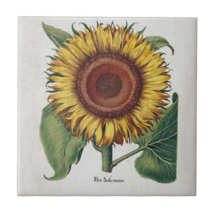 Sonnenblume Vintage Damast Blumenkunst Fliese