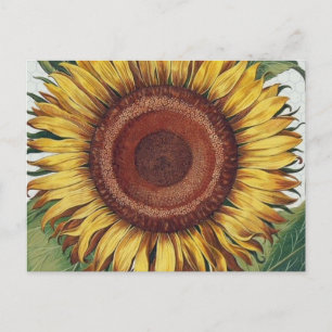 Sonnenblume Vintage Damast Blumenkunst Postkarte
