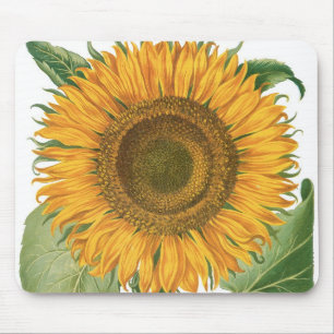 Sonnenblume von Basilius Besler Mousepad
