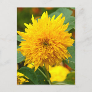 Sonnenblume vor Blüte Postkarte