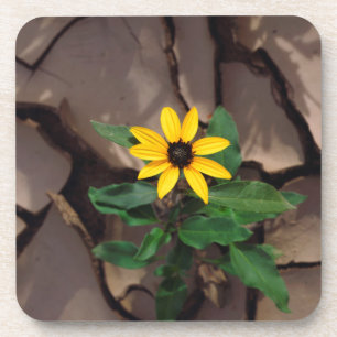 Sonnenblume wächst aus aufgesprungenem Schlamm Getränkeuntersetzer