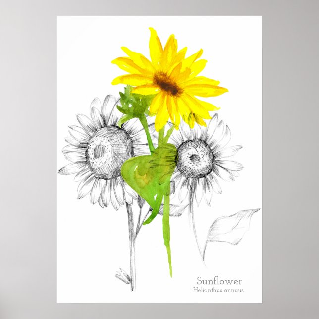 Sonnenblume Wasserfarbenstift Botanisch Zeichnend Poster (Vorne)
