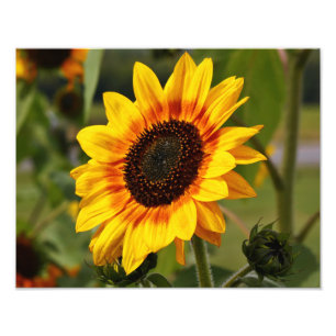 Sonnenblumealias Helianthus Fotodruck