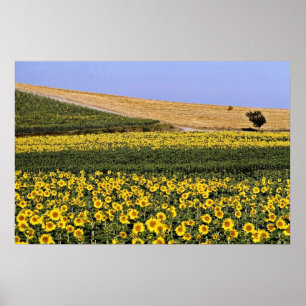 Sonnenblumefelder, Blumen Toskana, Italien Poster