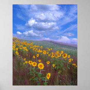 Sonnenblumehügel, Plakat