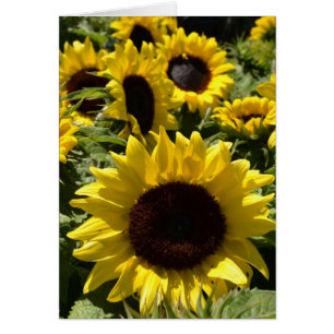 Sonnenblumen