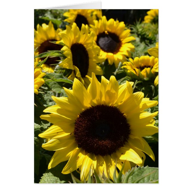 Sonnenblumen (Vorne)