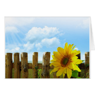 Sonnenblumen