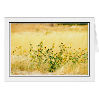 Sonnenblumen
