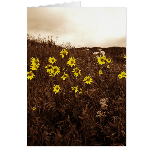 Sonnenblumen (Vorne)