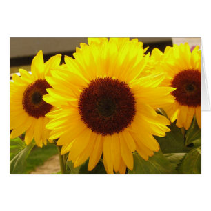Sonnenblumen
