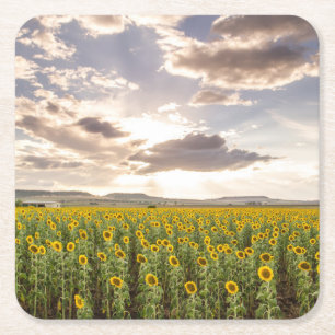 Sonnenblumen am Sonnenuntergang Rechteckiger Pappuntersetzer