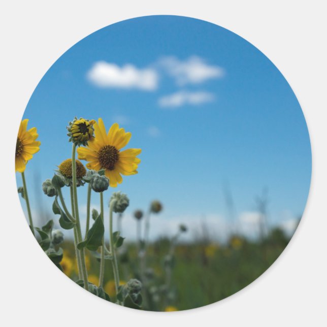 Sonnenblumen auf Blue Sky Runder Aufkleber (Vorderseite)