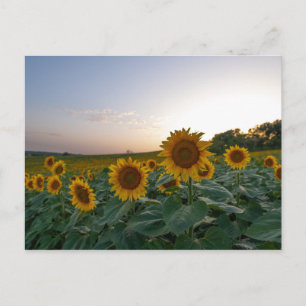 Sonnenblumen auf dem Poster Postkarte