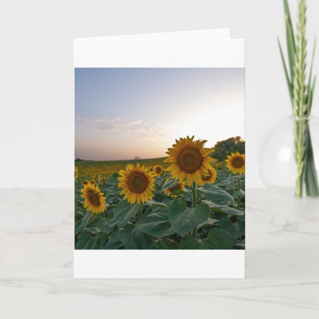 Sonnenblumen auf der Postkarte (Vorderseite)