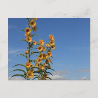 Sonnenblumen aus Minnesota Postkarte