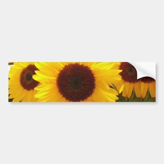 Sonnenblumen Autoaufkleber (Vorne)