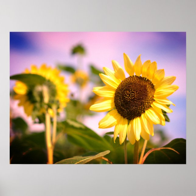Sonnenblumen bei RHS Wisley, UK Poster (Vorne)