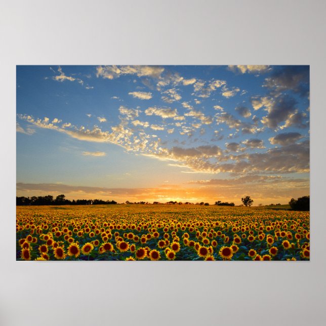 Sonnenblumen bei Sonnenuntergang, 12 x 8 Zoll Poster (Vorne)