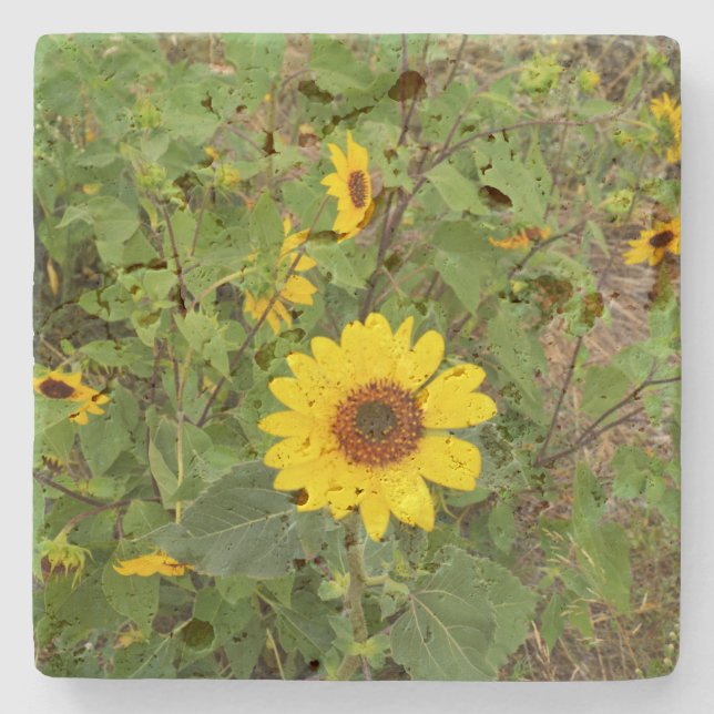 Sonnenblumen blühen im Wind, steiniger Untersetzer (Vorderseite)
