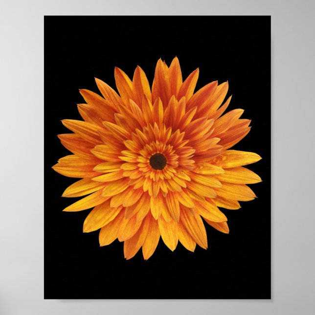 Sonnenblumen Blume Blume Poster (Vorne)