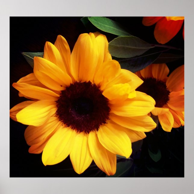 Sonnenblumen, Blume im Sommer Poster (Vorne)