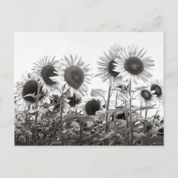 Sonnenblumen-Blume in Schwarz und Weiß Postkarte